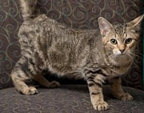 picture of the cat needing adoption
