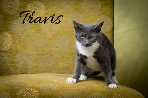 picture of the cat needing adoption