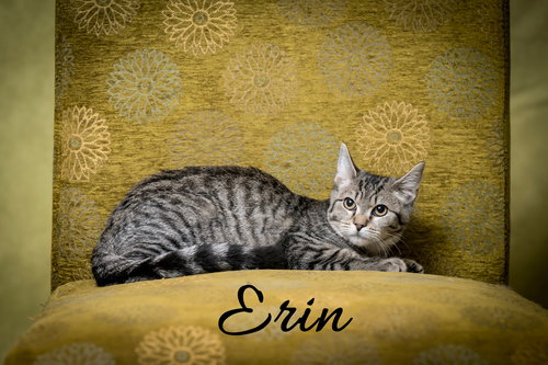 picture of the cat needing adoption