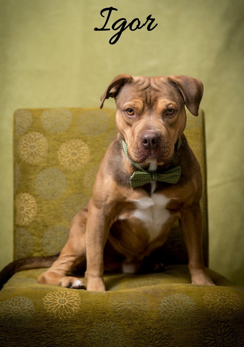 picture of the dog needing adoption