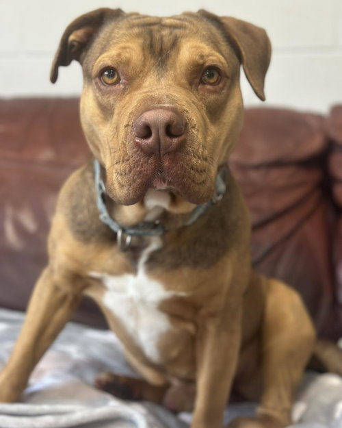 picture of the dog needing adoption