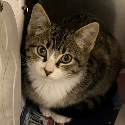 picture of the cat needing adoption