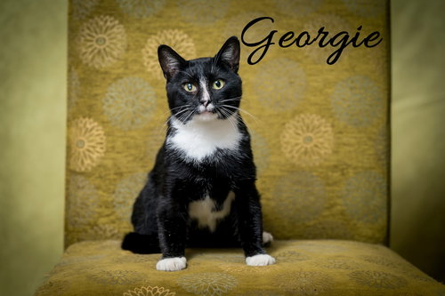 GEORGIE - Domestic Short Hair available for adoption