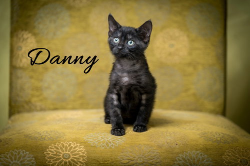 picture of the cat needing adoption