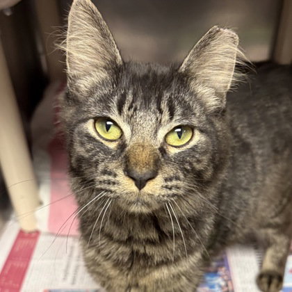 picture of the cat needing adoption