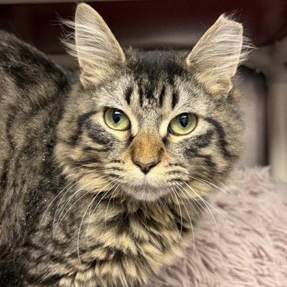 picture of the cat needing adoption