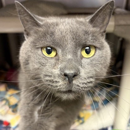 picture of the cat needing adoption