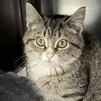 picture of the cat needing adoption