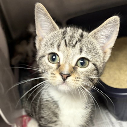picture of the cat needing adoption