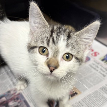 picture of the cat needing adoption