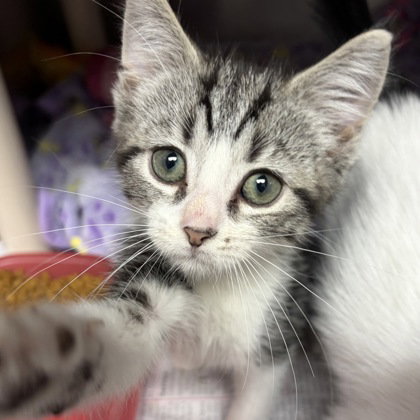 picture of the cat needing adoption