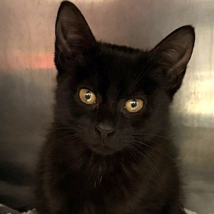 picture of the cat needing adoption