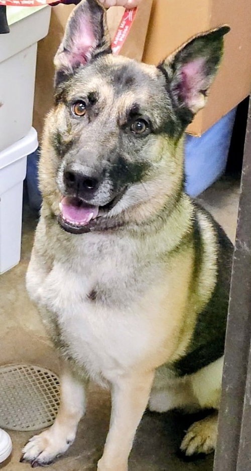 picture of the dog needing adoption