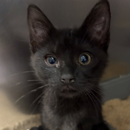 picture of the cat needing adoption