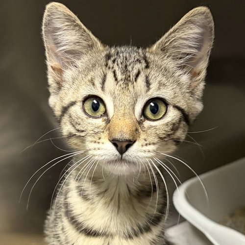 picture of the cat needing adoption