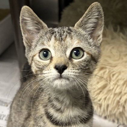 picture of the cat needing adoption
