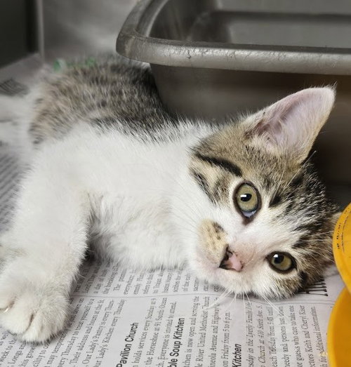 picture of the cat needing adoption