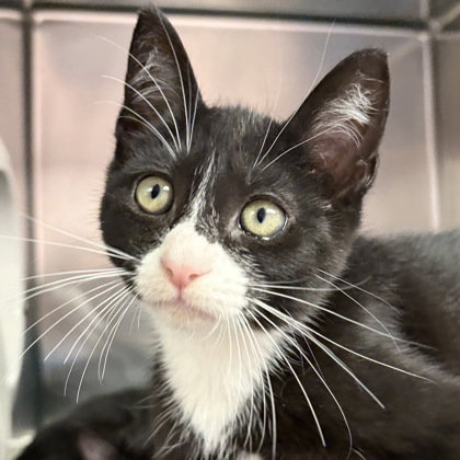 picture of the cat needing adoption
