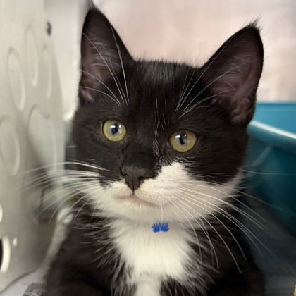 picture of the cat needing adoption