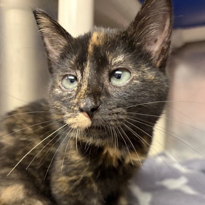 picture of the cat needing adoption