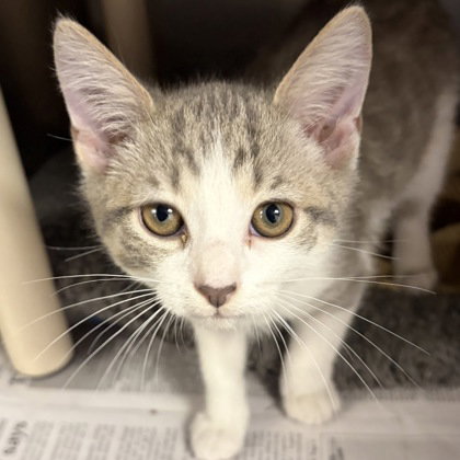 picture of the cat needing adoption
