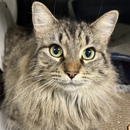 picture of the cat needing adoption