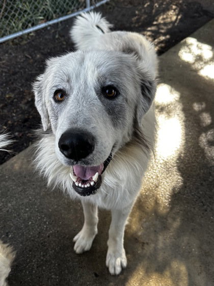picture of the dog needing adoption