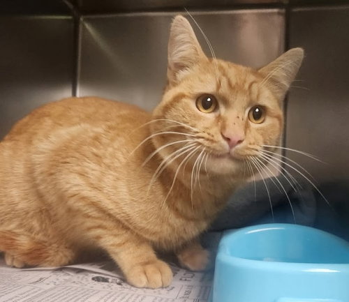 picture of the cat needing adoption