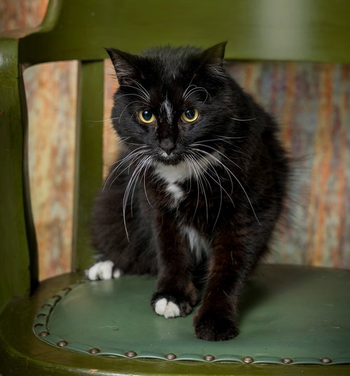 Mr. Beans, an adoptable Domestic Long Hair in North Myrtle Beach, SC