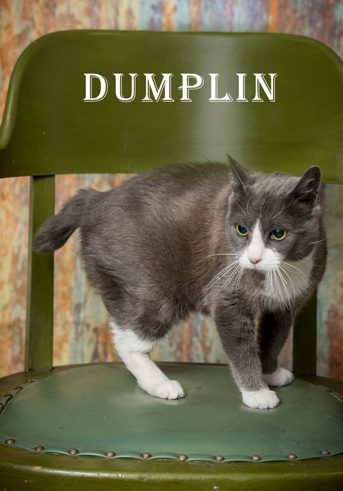 Dumplin, an adoptable Domestic Short Hair in North Myrtle Beach, SC
