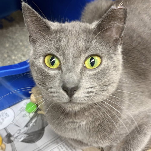 Grey Baby, an adoptable Domestic Short Hair in North Myrtle Beach, SC