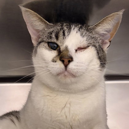 picture of the cat needing adoption