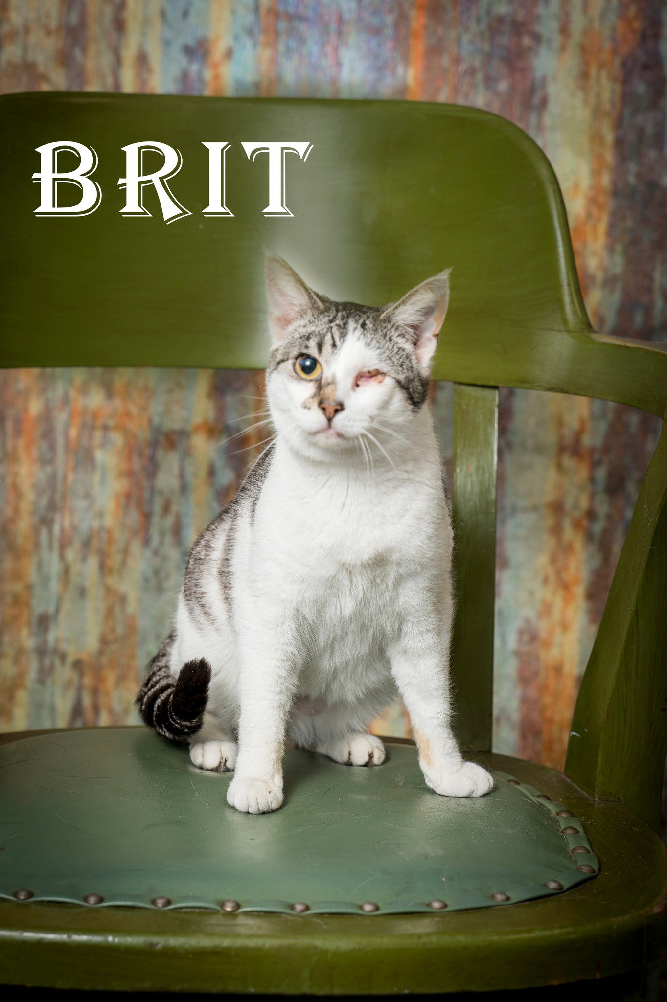 Brit
