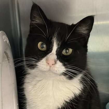 picture of the cat needing adoption