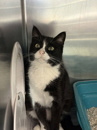 Duchess Meowington