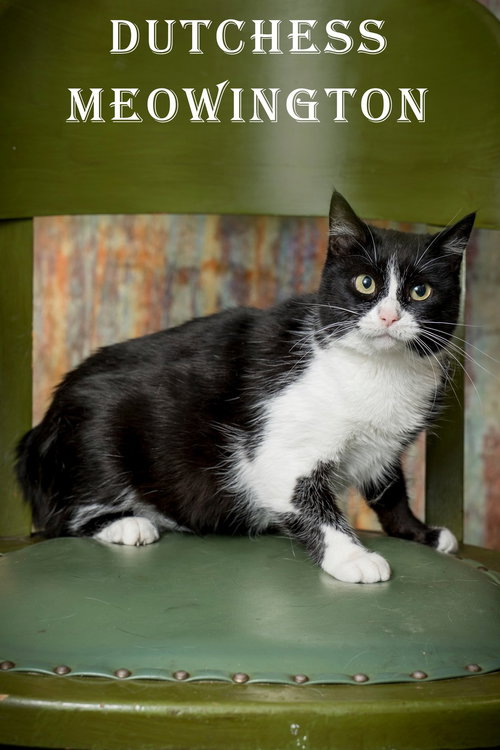 Duchess Meowington, an adoptable Domestic Short Hair in North Myrtle Beach, SC