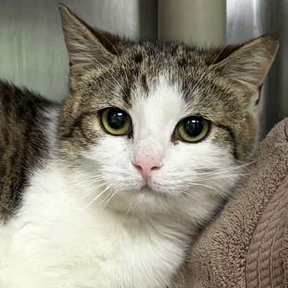 picture of the cat needing adoption