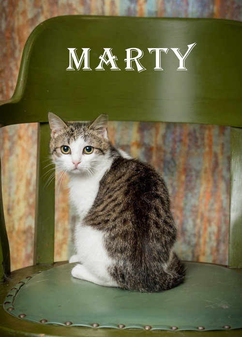 Marty, an adoptable Domestic Short Hair in North Myrtle Beach, SC