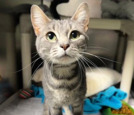 Portia, an adoptable Domestic Short Hair in North Myrtle Beach, SC