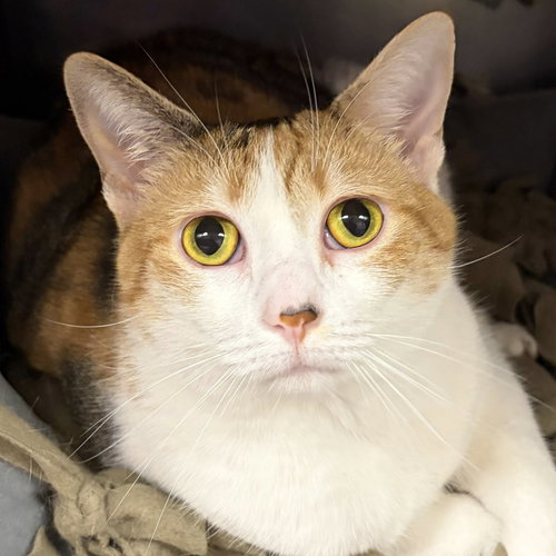Margo, an adoptable Calico in North Myrtle Beach, SC