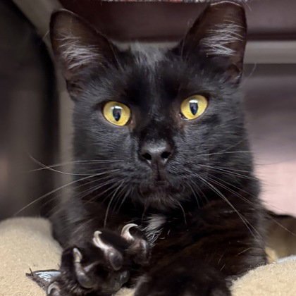 Pepe, an adoptable Domestic Short Hair in North Myrtle Beach, SC