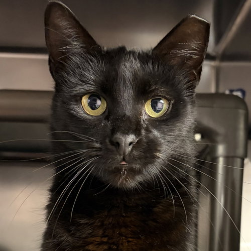 Penelope, an adoptable Domestic Short Hair in North Myrtle Beach, SC