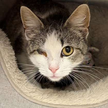 Poppy, an adoptable Domestic Short Hair in North Myrtle Beach, SC