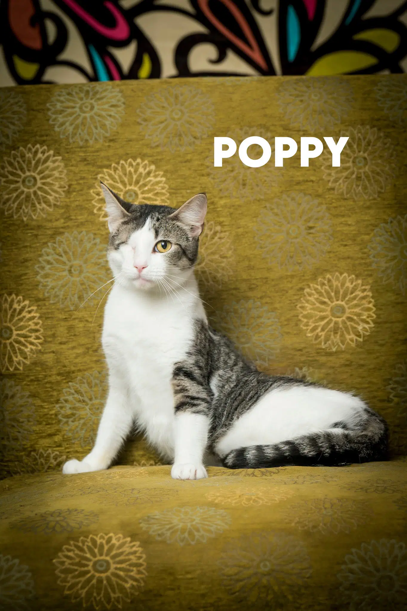Poppy image 1