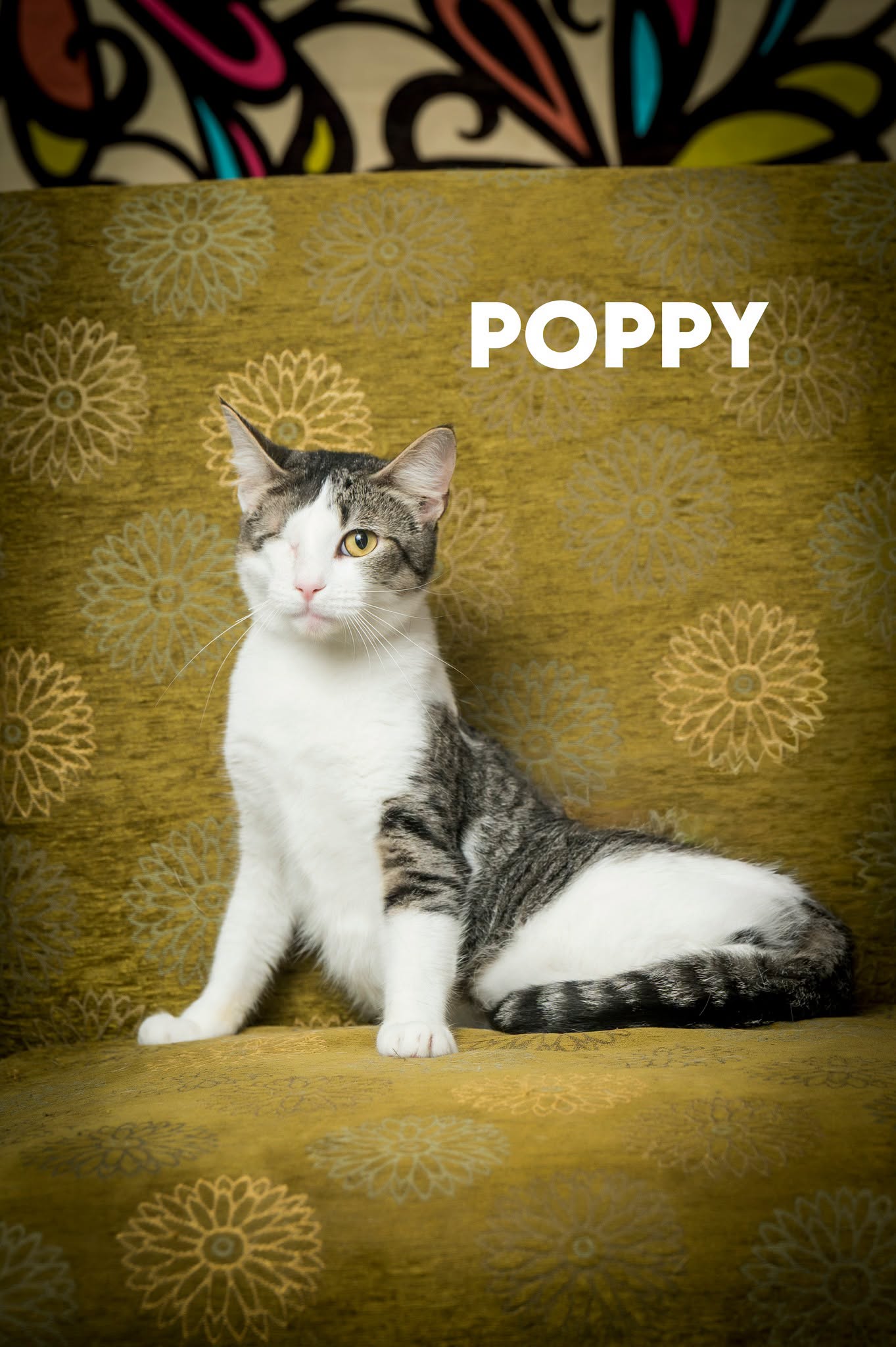 Poppy