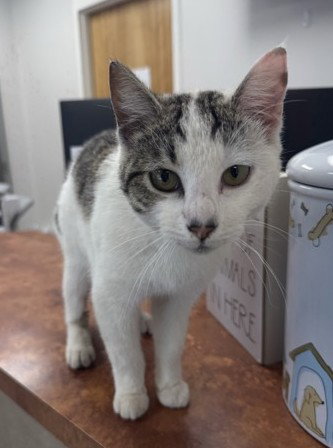 picture of the cat needing adoption