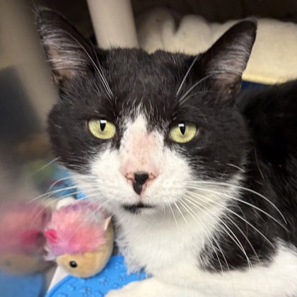 Hayden, an adoptable Domestic Short Hair in North Myrtle Beach, SC