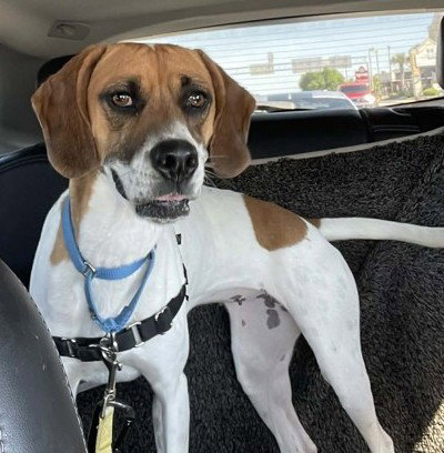Emily, an adoptable Hound in North Myrtle Beach, SC