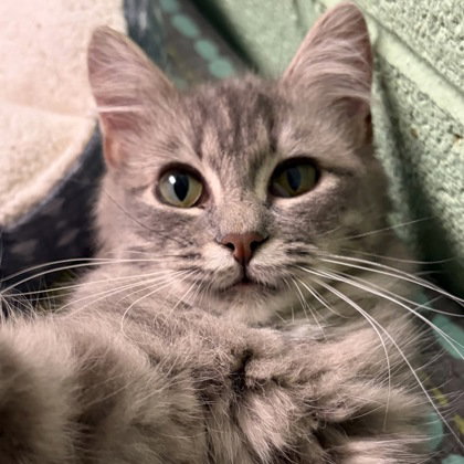 Edgar Alan Paw