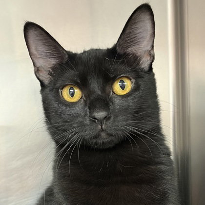 Ali, an adoptable Domestic Short Hair in North Myrtle Beach, SC